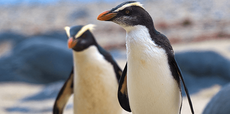 Two Fiordland Crested Penguins