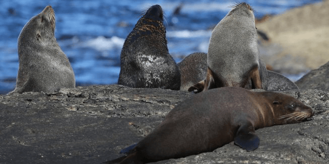 5 fur seals basking on a rock